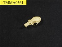 藏品(小黃腹鼠頭骨)的圖片